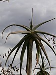 Aloe ballyi Maktau to Voi GPS185 Kenya 2012_PV1558.jpg